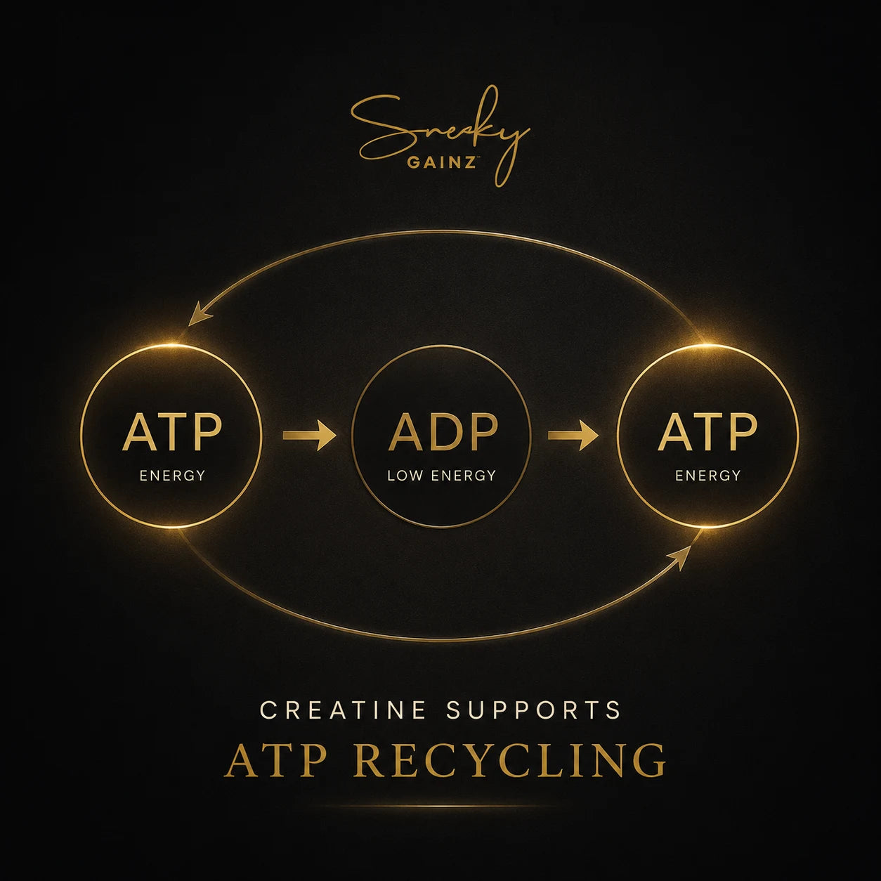 ATP to ADP to ATP cycle illustrating how creatine supports ATP recycling